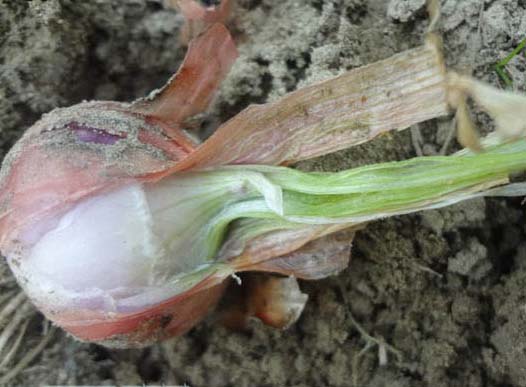 ardei cayenne derivat din paraziți care este pericolul virusului papiloma